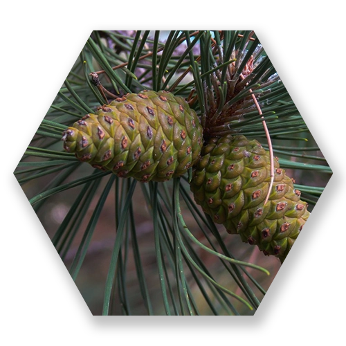 PINUS-MARITIMUS.webp