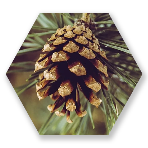 PYCNOGENOL.webp